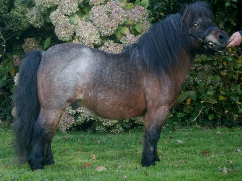 Shetland Pony, Miniature Pony,Bay, Black,Roans,Penryn,Cornwall,Falmouth