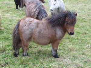Miniature Shetland Pony,filly, Shetland, colour, Bay, Brown,