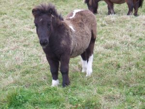 Miniature Shetland Pony,filly, Shetland, colour, Bay, Brown,Piebald
