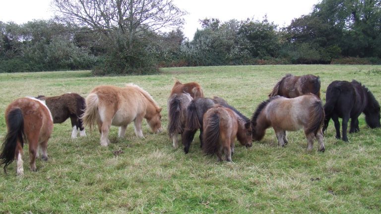 Miniature,Shetland ponies,