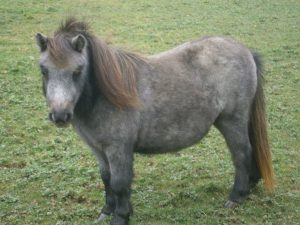 Shetland,pony,miniature,Grey, Roan,