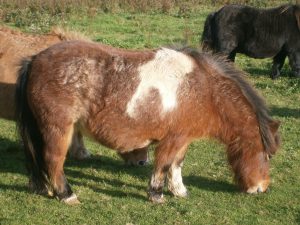 Shetland,mare,miniature,pony,skewbald