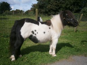 Miniature Shetland pony,Shetland,pony,piebald,black & white pony