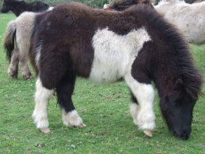 Shetland, Foal,Miniature,Pony
