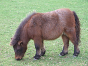 Shetland,Miniature,pony,bay roan,Cornwall