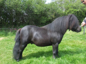 Shetland,Miniature,pony,black,Penryn,Falmouth,Cornwall