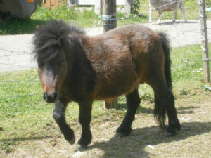 Shetland,pony,miniature,brown