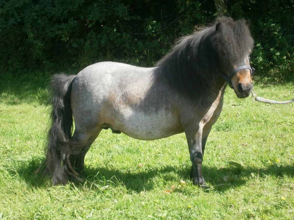 Shetland,miniature pony, Bay Roan