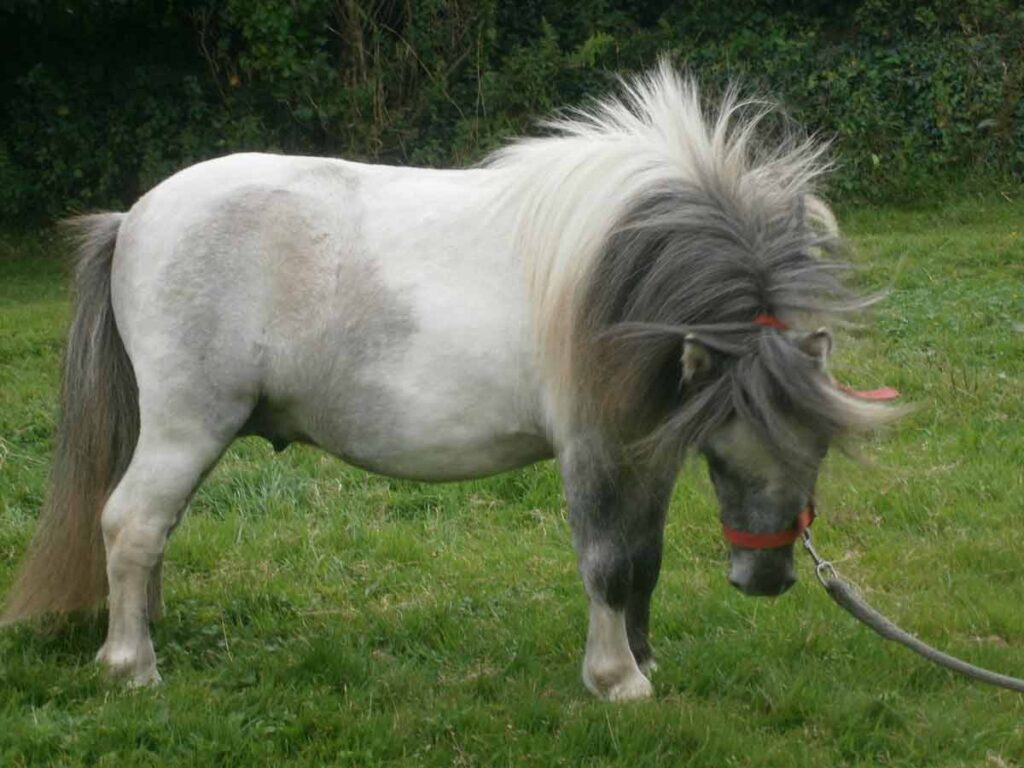 Miniature Shetland pony