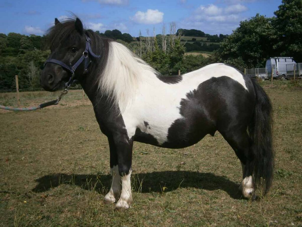 Miniature, Shetland, Pony, Cornwall, Penryn